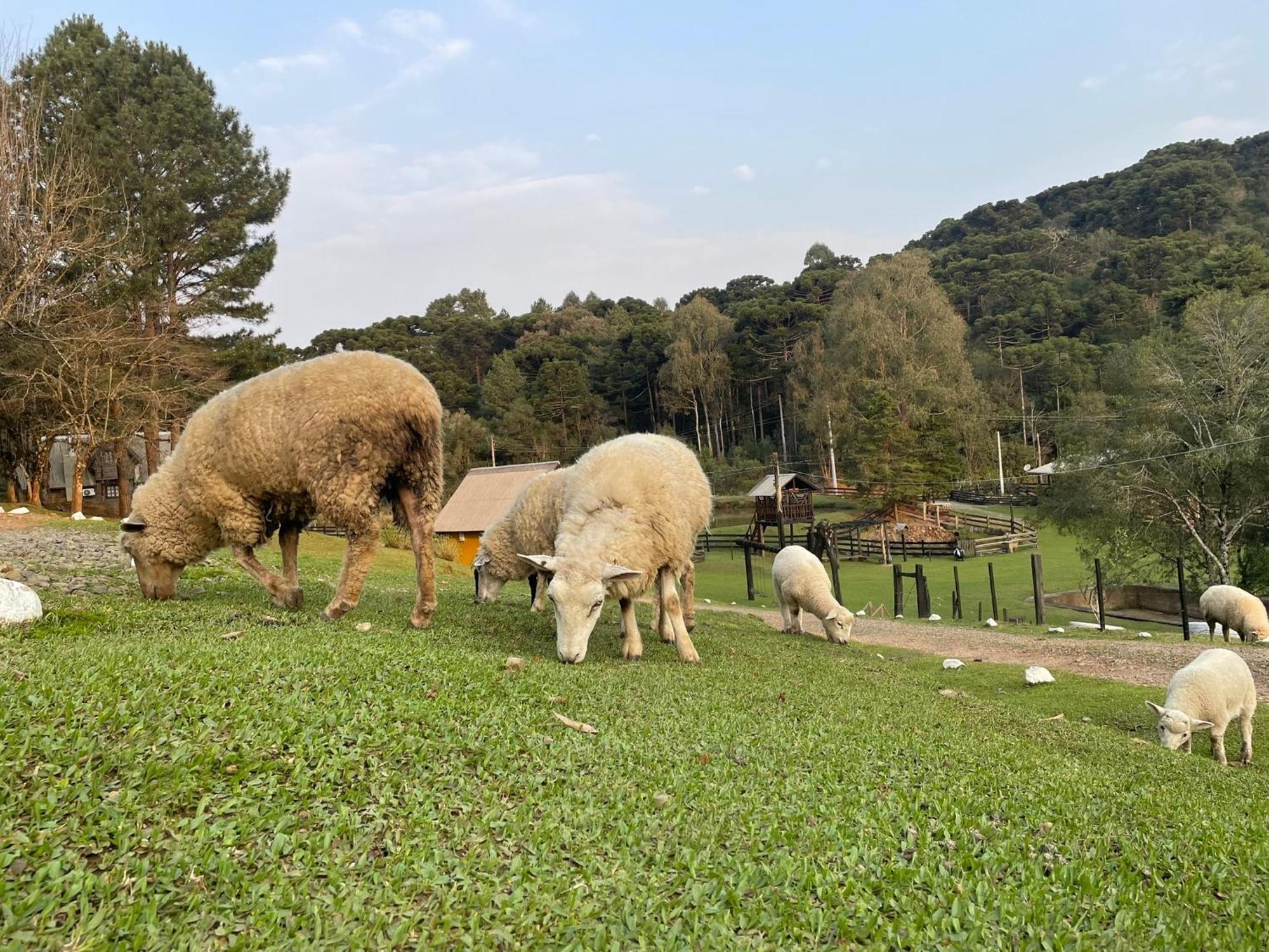 Cabanas Leao Da Tribo De Juda กาเนรา ภายนอก รูปภาพ
